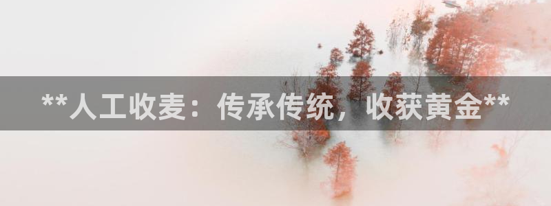 金年会金字招牌：**人工收麦：传承传统，收获黄金**